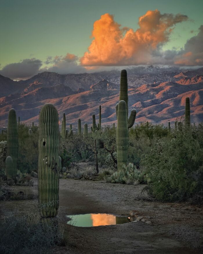 A vibrant iPhone photography awards winning photo of saguaro cacti and mountains under an orange sunset.