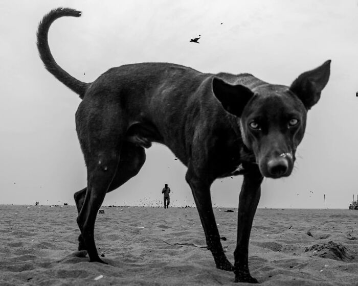 Black and white street photo of a lean dog on a beach looking directly at the camera. A person and birds are in the background. Animals in street photos.
