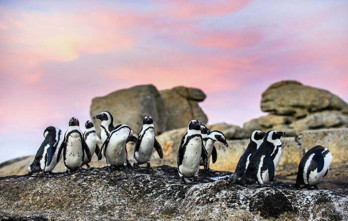 A group of penguins standing on rocks under a colorful sky, highlighting interesting facts about wildlife.