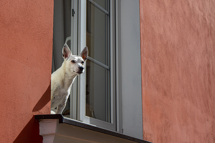 A white dog peering out of a window from a building with orange walls, observing mysterious things happen.