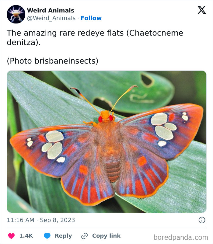 A vibrant redeye flats butterfly with orange, purple, and white patterns, a truly fantastical animal, resting on green leaves.