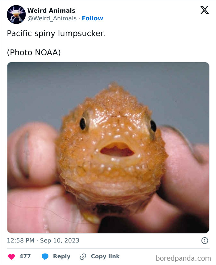 Close-up of a tiny, orange Pacific spiny lumpsucker, one of many fantastical animals, held gently in a hand.