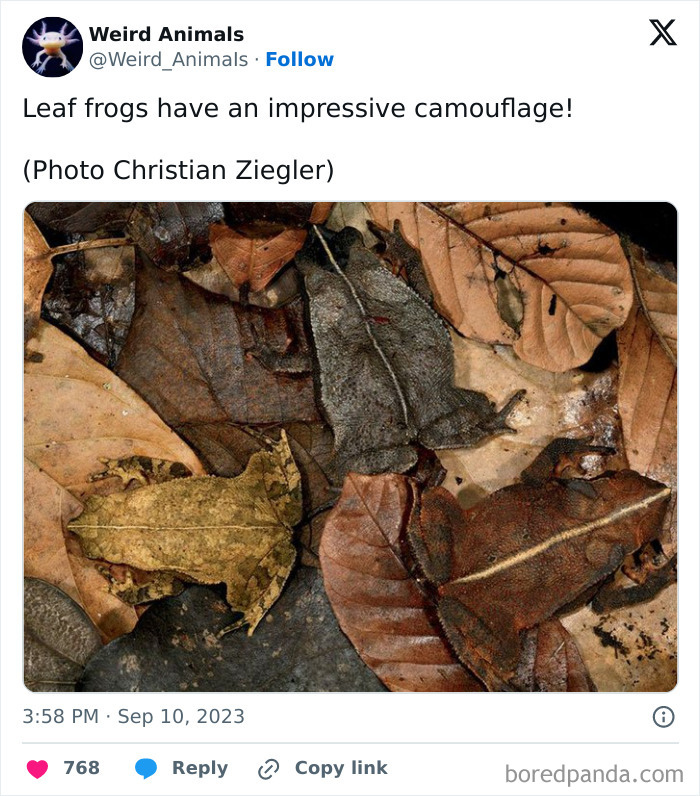 Several leaf frogs perfectly camouflaged among fallen leaves, highlighting these fantastical animals you won't believe exist.