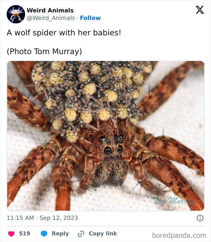 A wolf spider carrying numerous babies on its back, a fascinating example of fantastical animals.