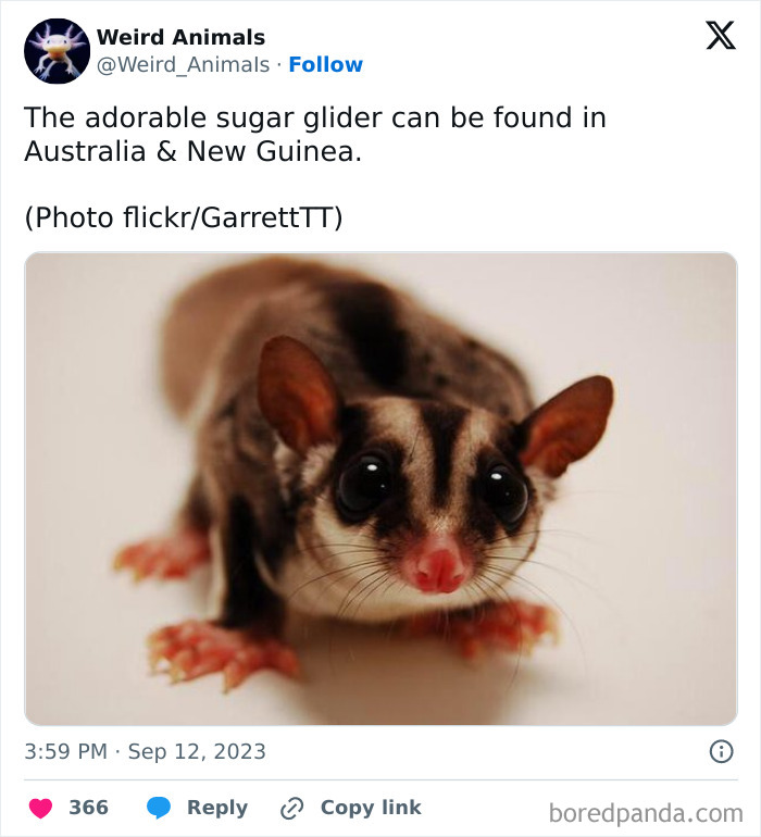 Close-up of an adorable sugar glider, one of the fantastical animals, looking directly at the camera with big black eyes.