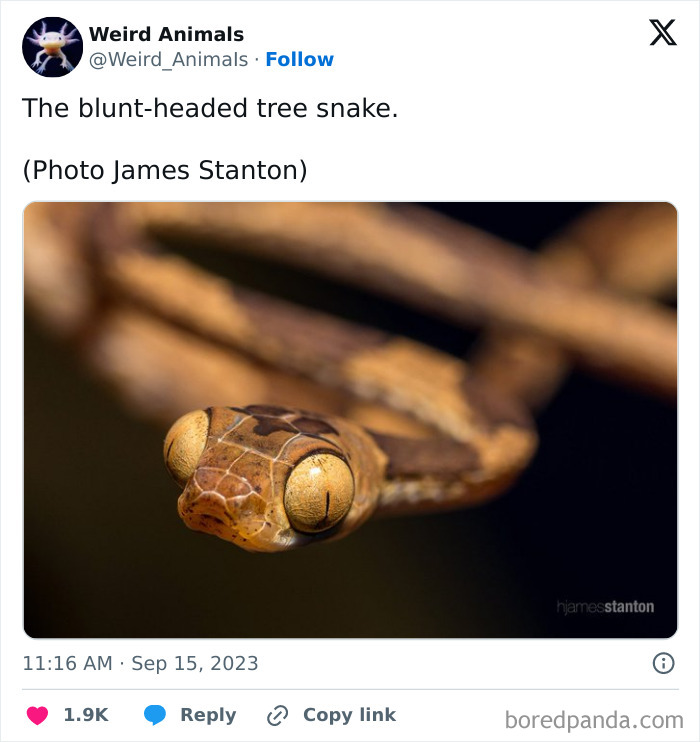 A blunt-headed tree snake, a unique and fantastical animal, with large, striking eyes, looking directly at the viewer.