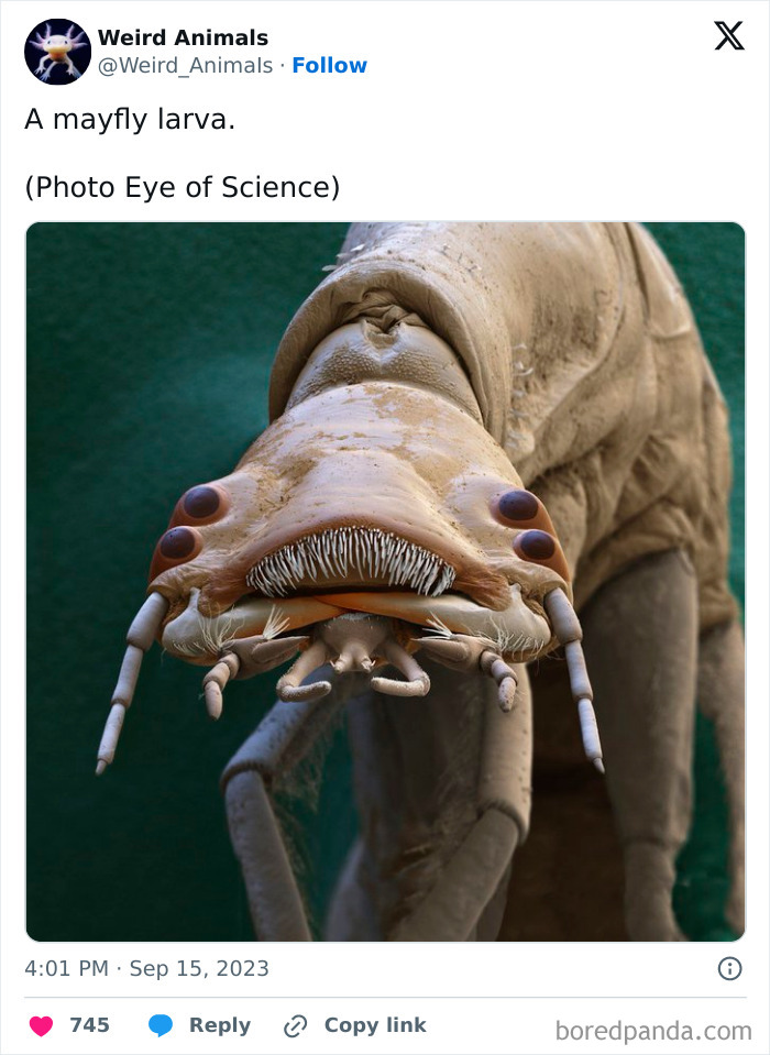 Extreme close-up of a mayfly larva, a fascinating and fantastical animal, with prominent eyes and mouthparts.