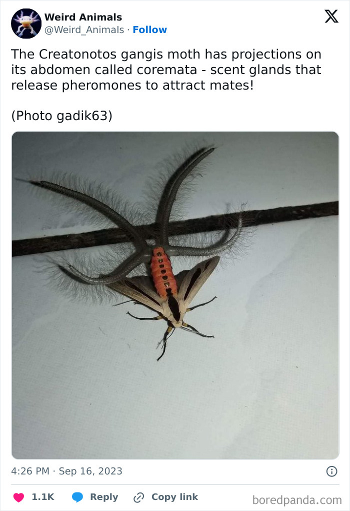 A Creatonotos gangis moth, a fantastical animal, showing its unusual coremata, which are scent glands, on its abdomen.
