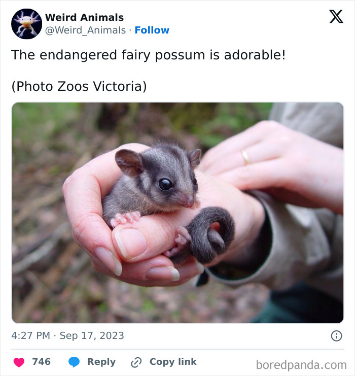 A tiny, grey fairy possum, a fantastical animal, held in cupped hands.
