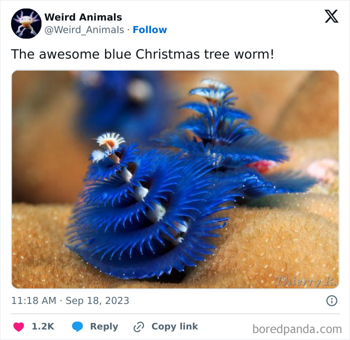 Two brilliant blue Christmas tree worms, fantastical animals, with intricate spiraled structures, on a sandy seabed.
