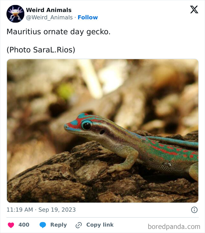 A Mauritius ornate day gecko, a fantastical animal, with bright blue and red markings, climbing on a textured tree trunk.