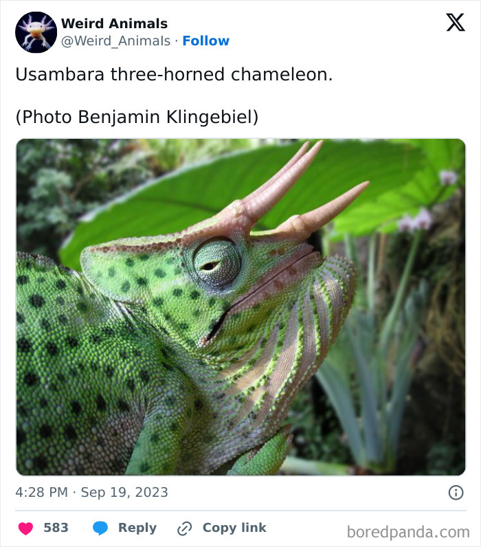 Side profile of a Usambara three-horned chameleon, a fantastical animal, with prominent horns, blending with green foliage.