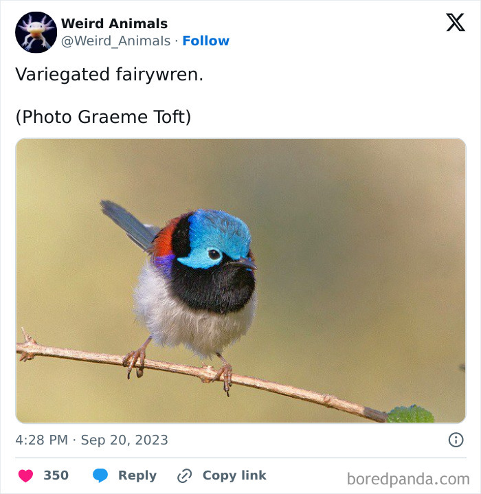 A vibrant variegated fairywren, a fantastical animal, perched on a thin branch against a blurred green background.