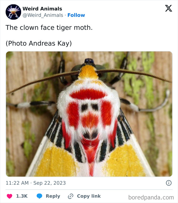 A clown face tiger moth, a fantastical animal, with vibrant red, yellow, and black markings.