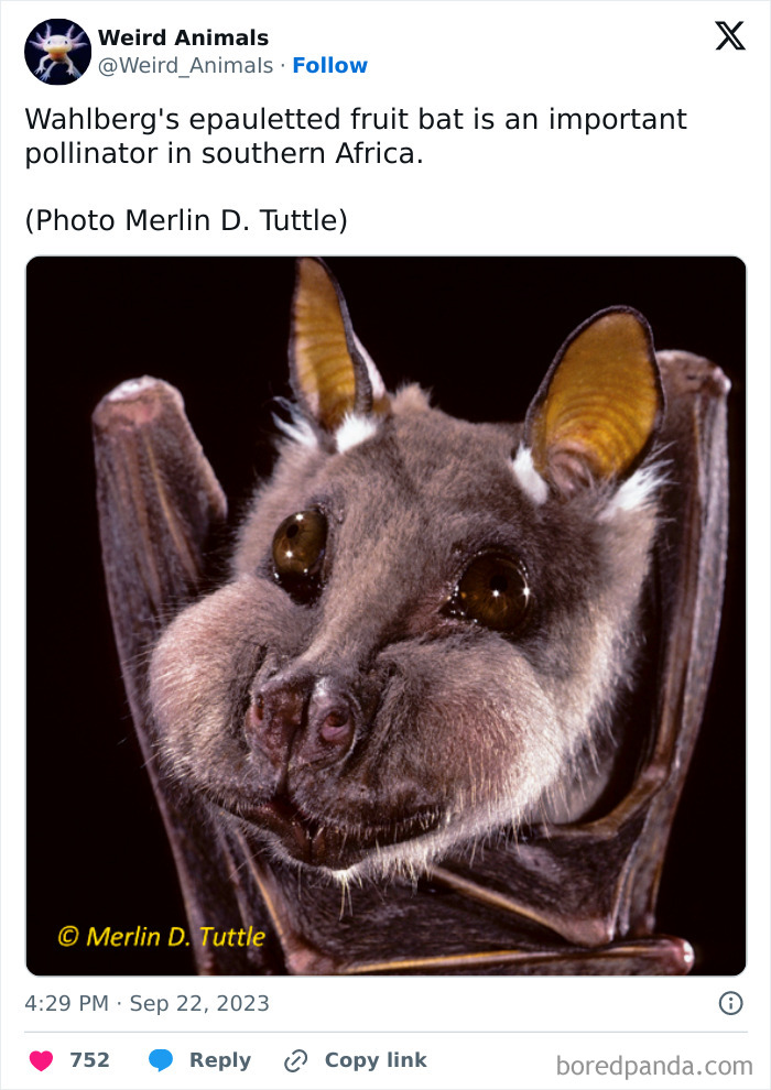 A close-up of Wahlberg's epauletted fruit bat, a fantastical animal, with large eyes and ears.