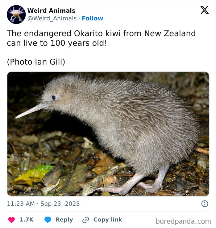 An Okarito kiwi, a fantastical animal, with a long beak and brown feathers, standing on a forest floor.