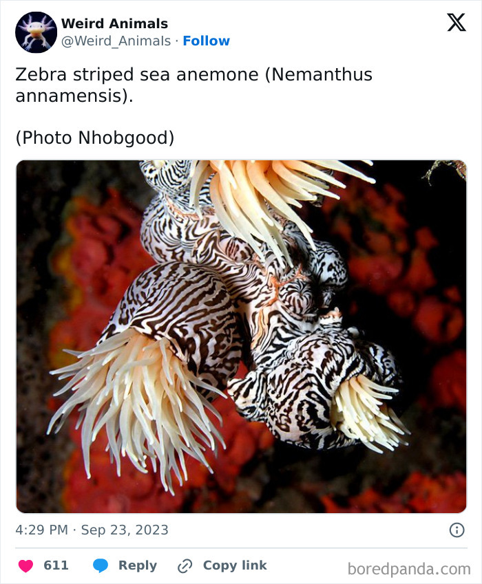 Zebra striped sea anemones, a type of fantastical animal, with white tentacles on a red background.