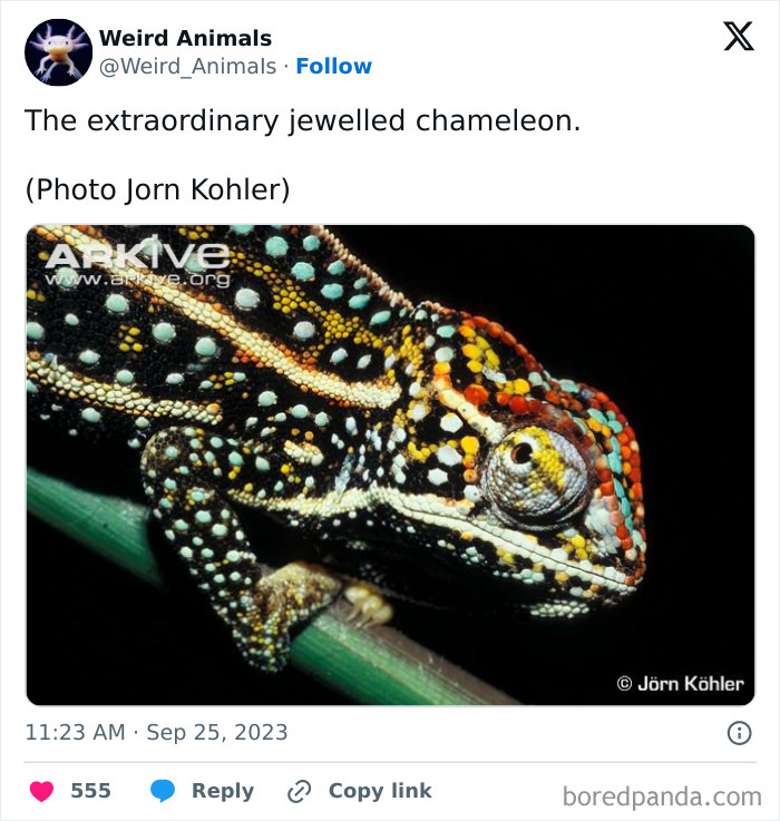 A vibrant jewelled chameleon with spotted skin, an example of fantastical animals.