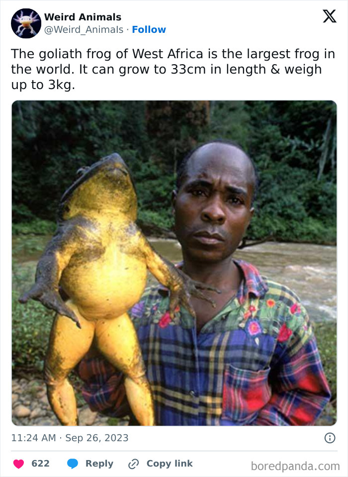 A man holding a massive goliath frog, one of the largest and most fantastical animals you'll see.