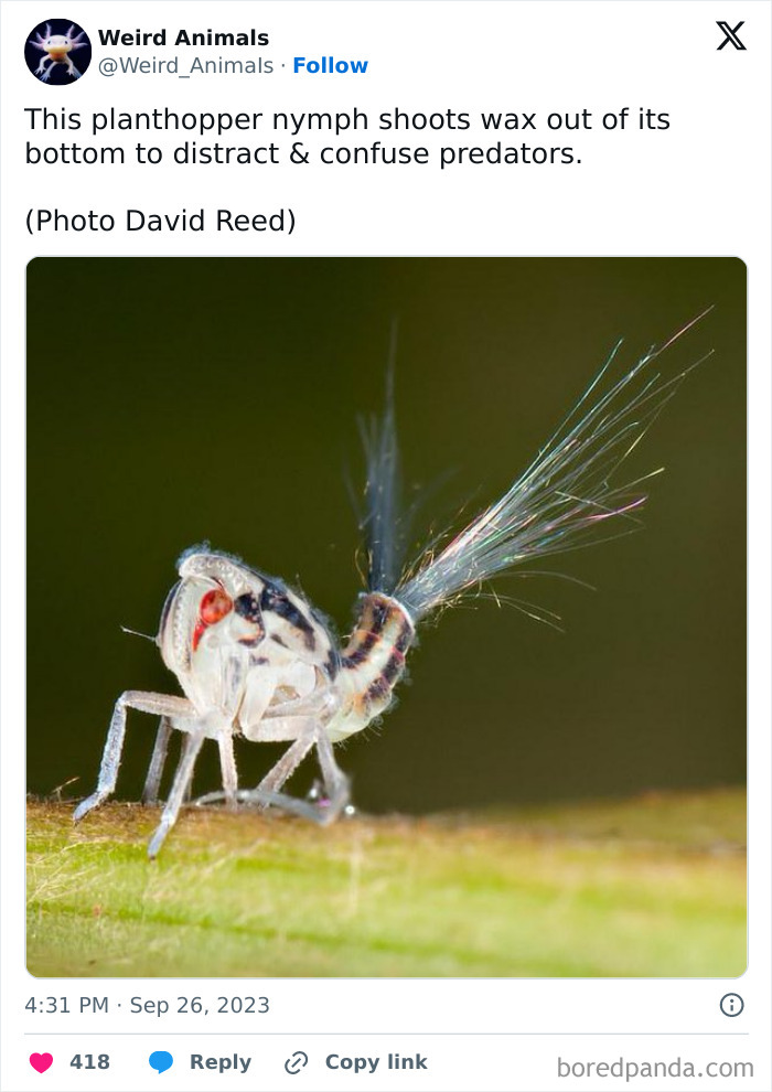 A plant hopper nymph shooting wax, a fantastical animal with an unusual defense mechanism.