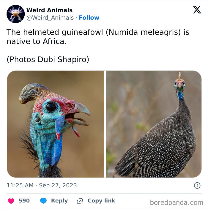 A helmeted guineafowl from Africa, showcasing its colorful head, a truly fantastical animal.