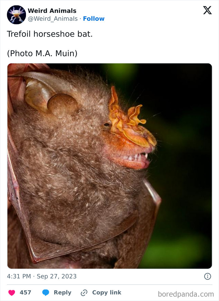A close-up of a trefoil horseshoe bat, one of the fantastical animals with unique features.