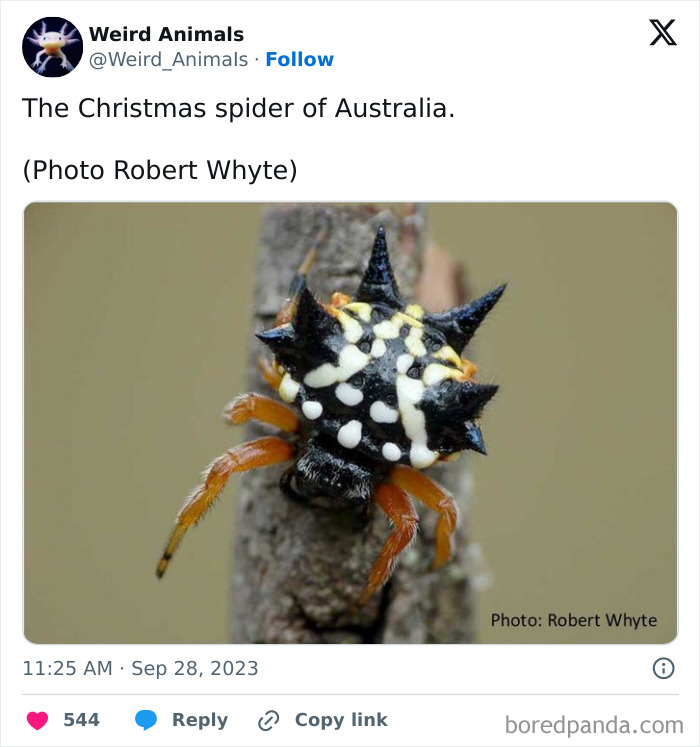 A close-up of a fantastical Christmas spider, a weird animal with a spiky black and white body and orange legs.
