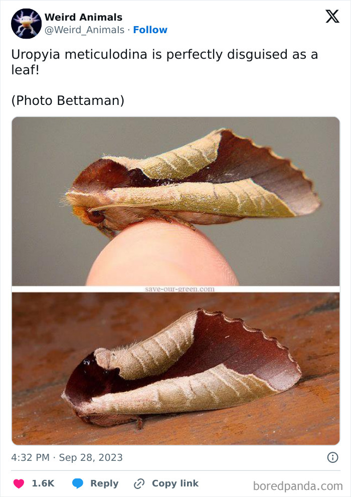 A Uropyia meticulodina moth perfectly disguised as a leaf, one of the fantastical animals.
