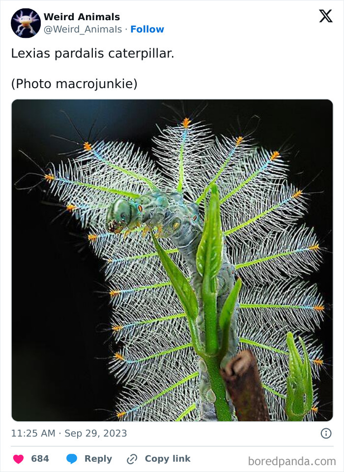 A Lexias pardalis caterpillar, a striking example of fantastical animals.