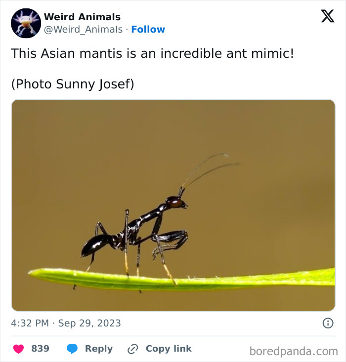 An Asian mantis mimicking an ant, showcasing fascinating fantastical animals.