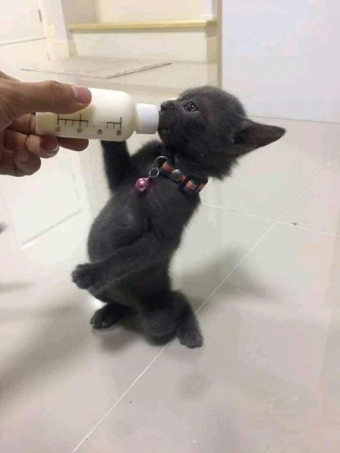 Hilarious cat moments: A tiny black kitten in a collar stands on hind legs, bottle-feeding milk from a human hand.