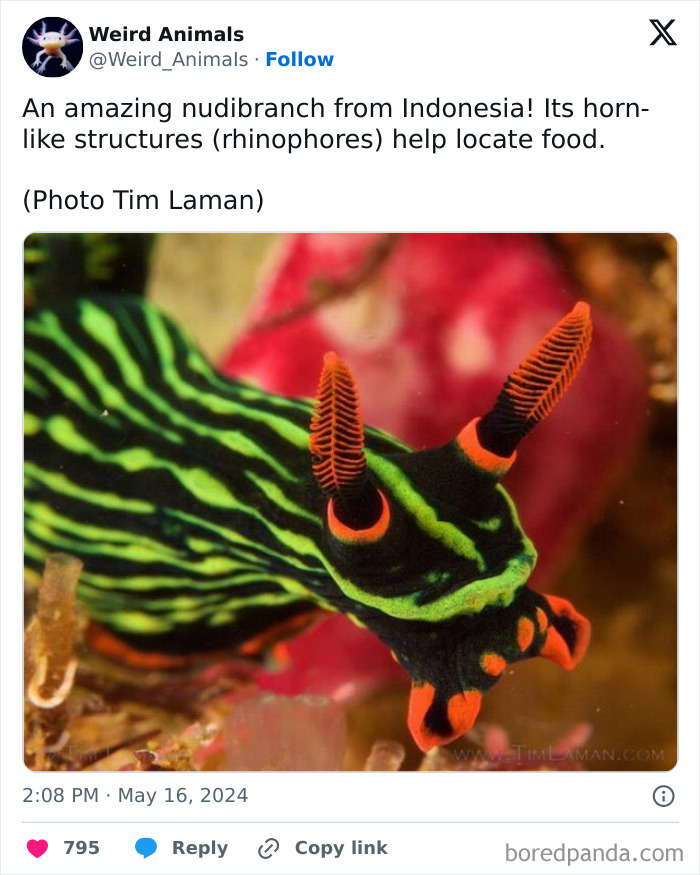 An amazing nudibranch from Indonesia, a unique example of fantastical animals.