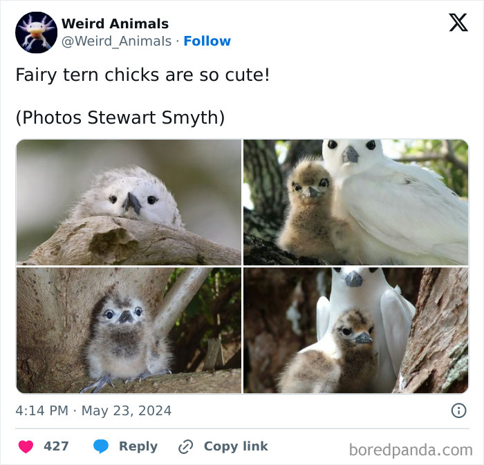 A collage of cute fairy tern chicks, fantastical animals, with soft downy feathers, some next to adult terns.