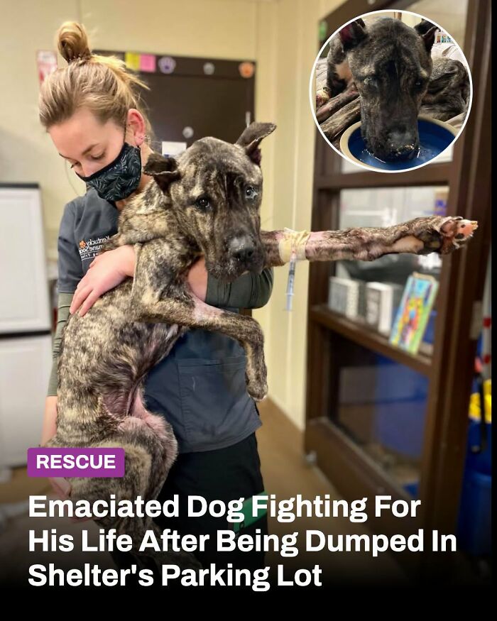 A compassionate person holds a rescued animal whose life changed, a very thin dog, receiving help.