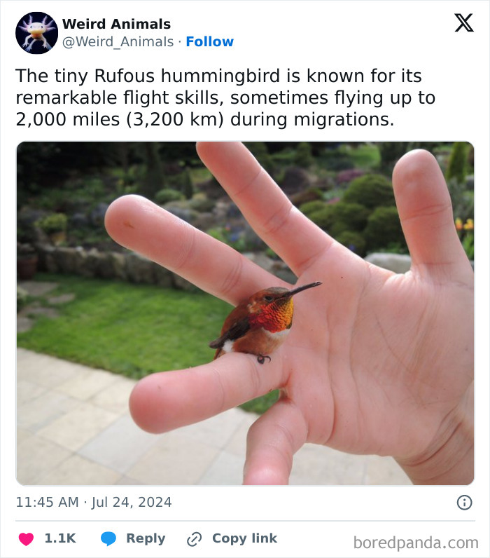 A tiny rufous hummingbird, a weird animal, perched delicately on a person's finger.
