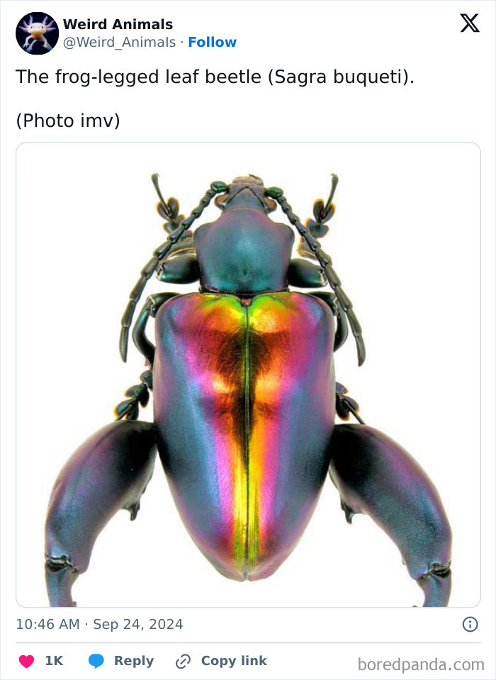 A mesmerizing frog-legged leaf beetle, a fantastical animal with an iridescent, rainbow-colored shell, against a white background.