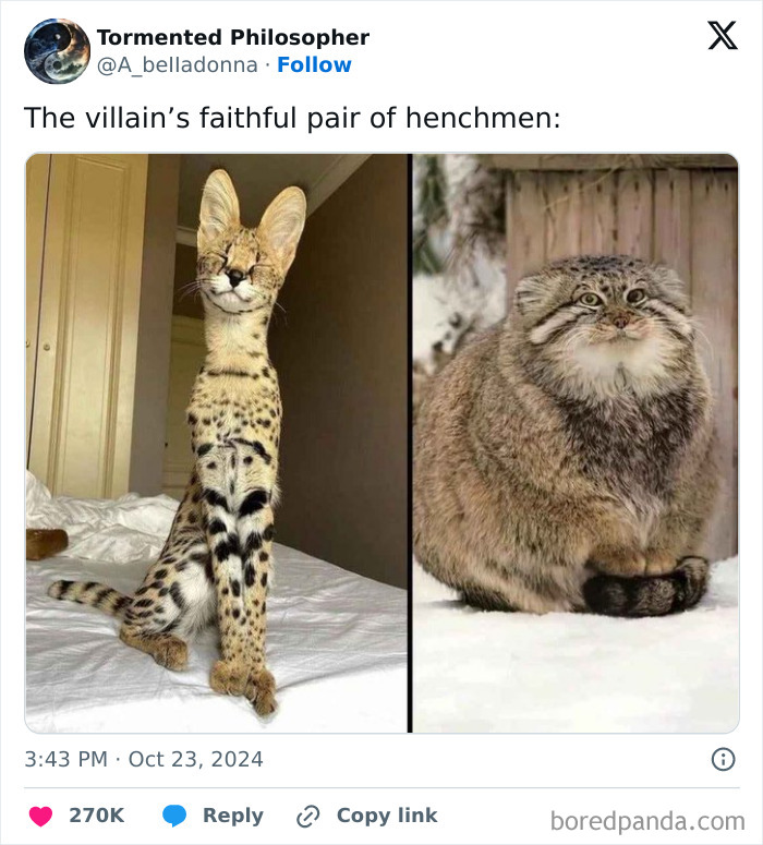 A meme of a tall, thin serval cat and a fluffy, round Pallas cat, humorously labeled as the villain's henchmen for a quick laugh.