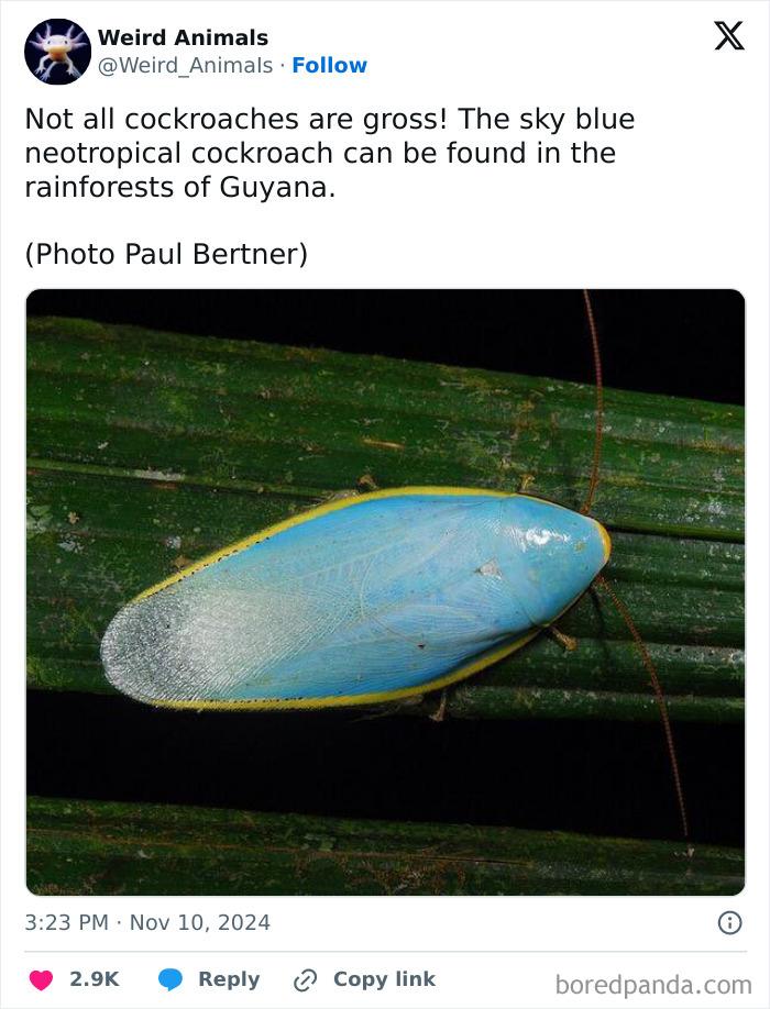 A vibrant sky blue neotropical cockroach, a weird animal with yellow edges, rests on a green leaf.