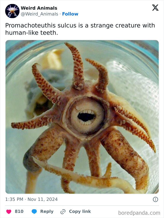 A preserved Promachoteuthis sulcus, a strange creature with human-like teeth, highlighting fantastical animals.