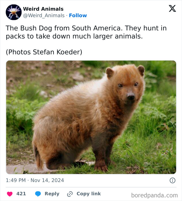 A brown bush dog looking directly at the camera, a fascinating example of fantastical animals.