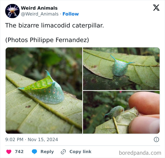 A bright green and blue limacodid caterpillar on a leaf, showcasing one of the many fantastical animals.