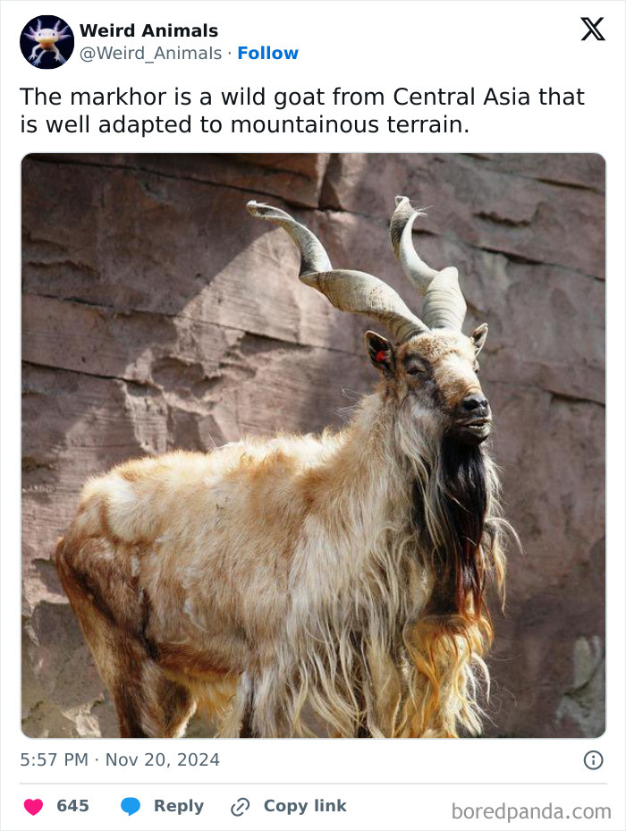 A majestic markhor, a wild goat with impressive horns, standing against a rocky background, one of many fantastical animals.