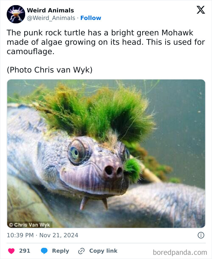 A close-up of a punk rock turtle with green algae resembling a mohawk, an example of fantastical animals.