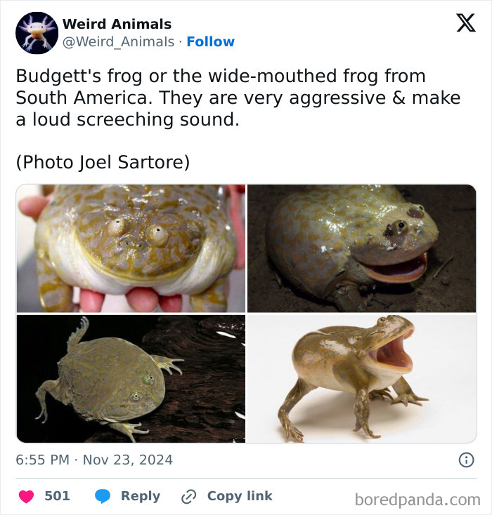 A collage of four images showing Budgett's frogs, fantastical animals, in various poses, including one with its mouth wide open.