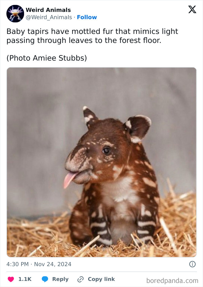 A baby tapir, a fantastical animal, with mottled fur and tongue sticking out, sitting on hay.