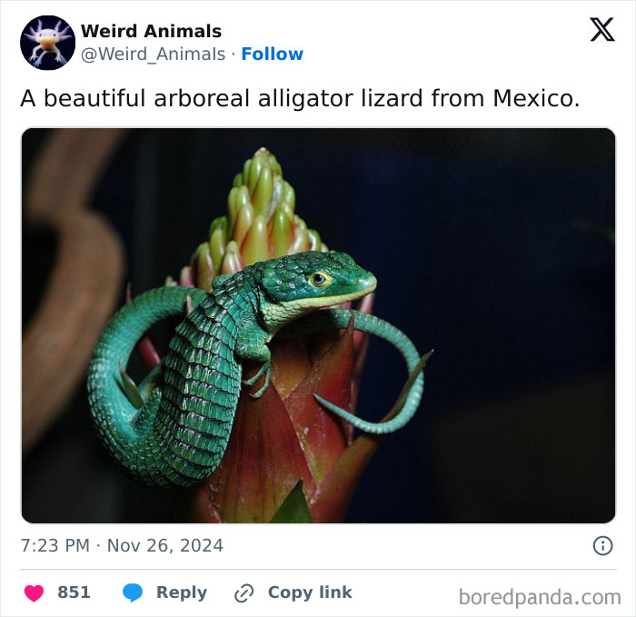 A vibrant green arboreal alligator lizard, a fantastical animal, perched on a plant with a dark background.