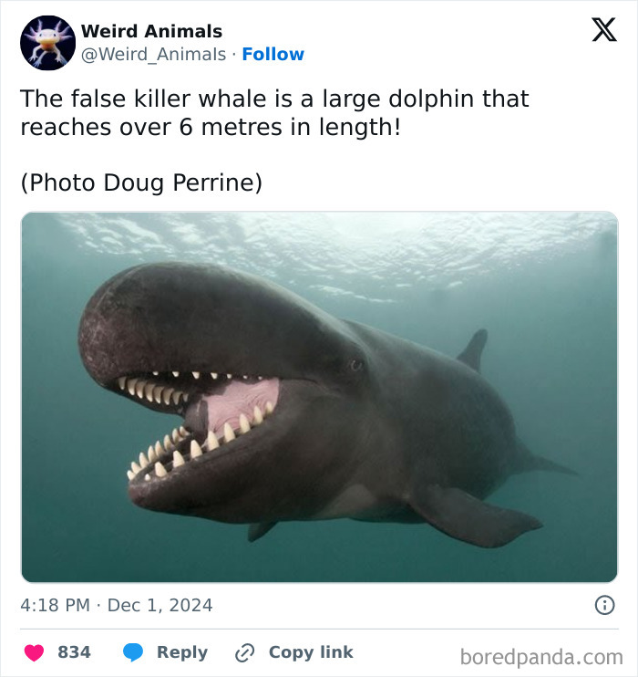 An underwater photo of a false killer whale, a fantastical animal, with its mouth open, showing sharp teeth.