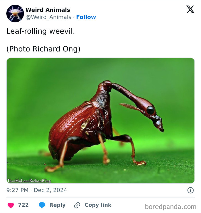 A close-up of a leaf-rolling weevil, a fantastical animal, with a long snout on a green leaf.