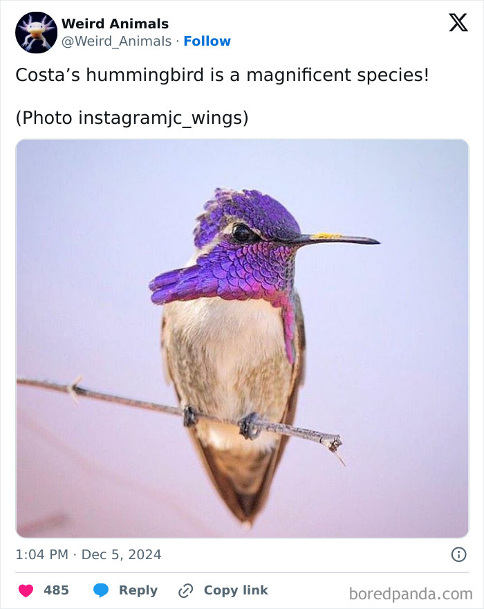 A beautiful Costa's hummingbird, a fantastical animal, with bright purple feathers on its head, perched on a branch.