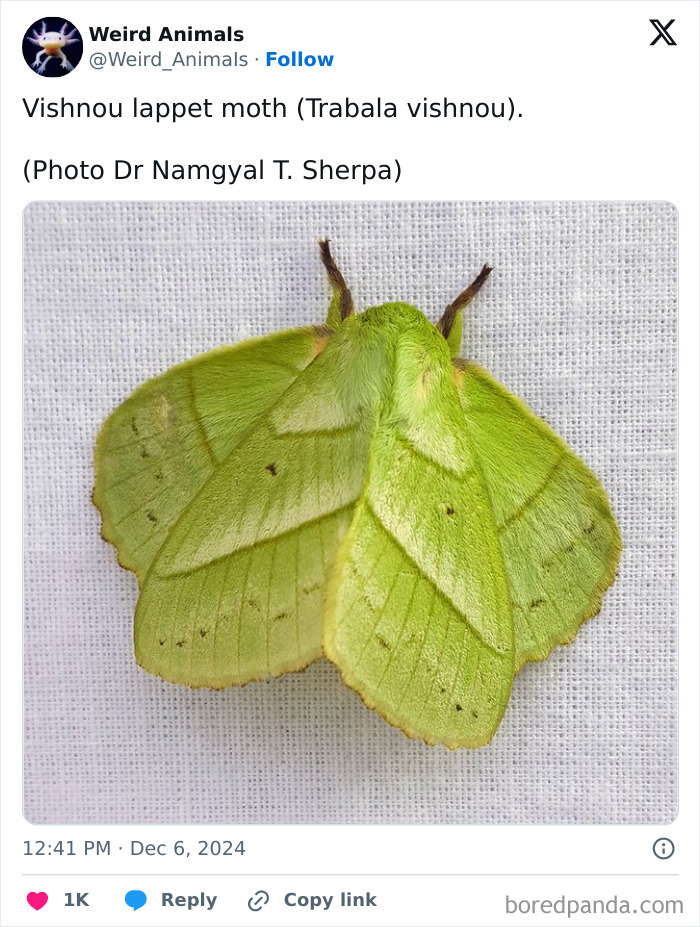 A vibrant green Vishnu lappet moth, a stunning example of fantastical animals, resting on a white surface.